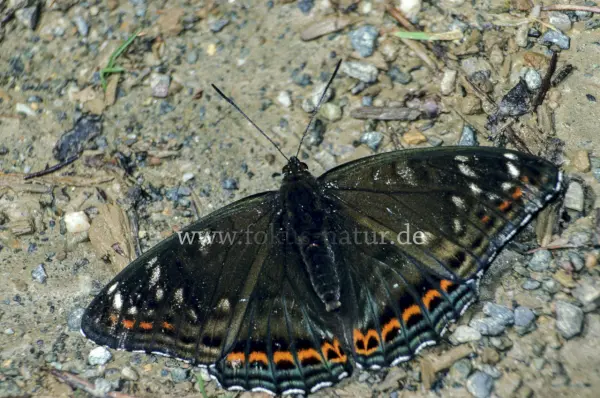 Fokus-Natur Bild