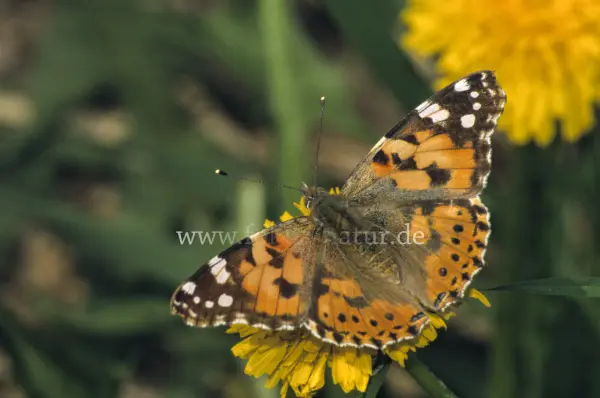 Fokus-Natur Bild