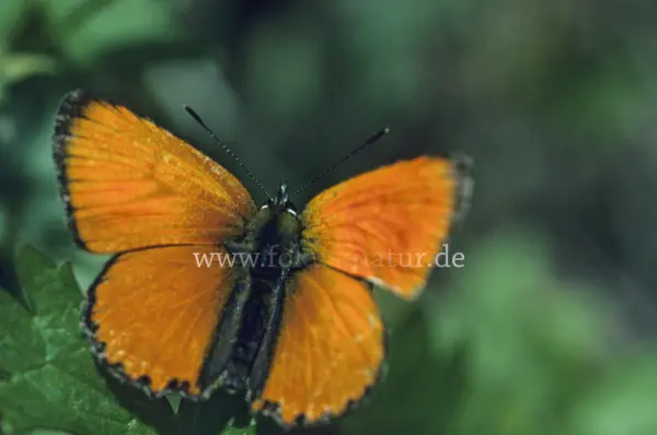 Fokus-Natur Bild