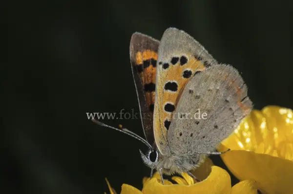 Fokus-Natur Bild