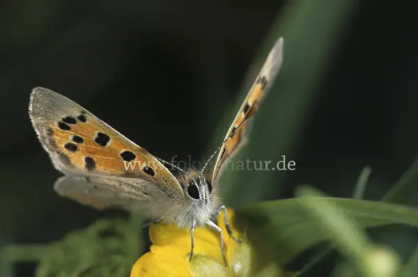 Fokus-Natur Bild