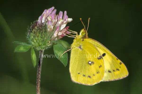 Fokus-Natur Bild