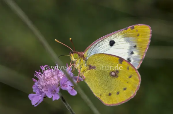 Fokus-Natur Bild