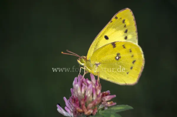 Fokus-Natur Bild