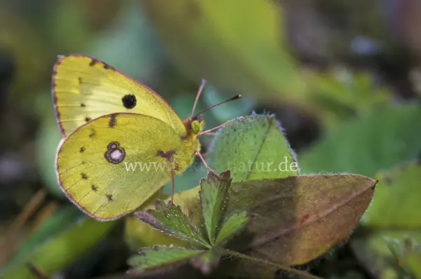 Fokus-Natur Bild