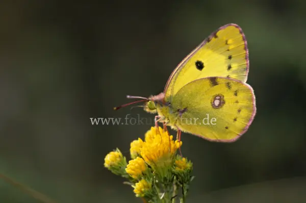 Fokus-Natur Bild