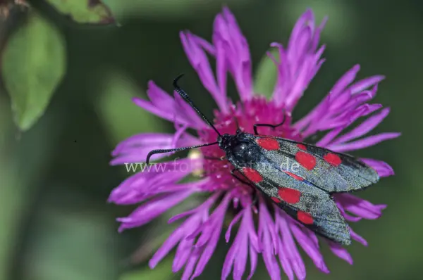 Fokus-Natur Bild