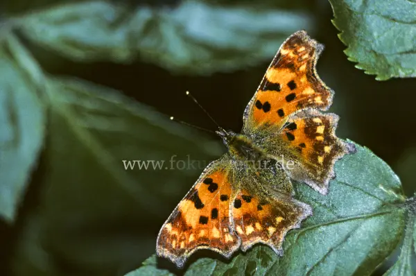 Fokus-Natur Bild
