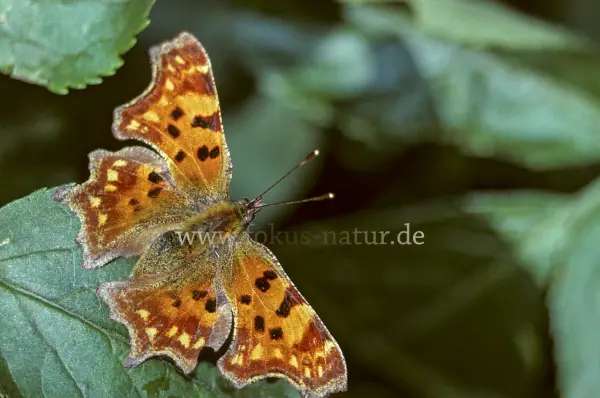 Fokus-Natur Bild