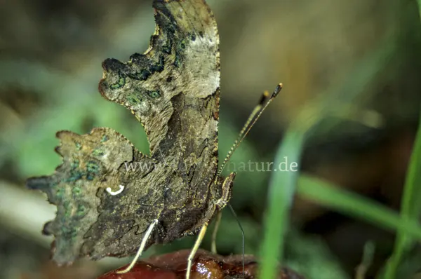 Fokus-Natur Bild