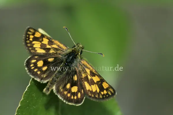 Fokus-Natur Bild