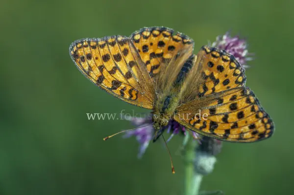 Fokus-Natur Bild