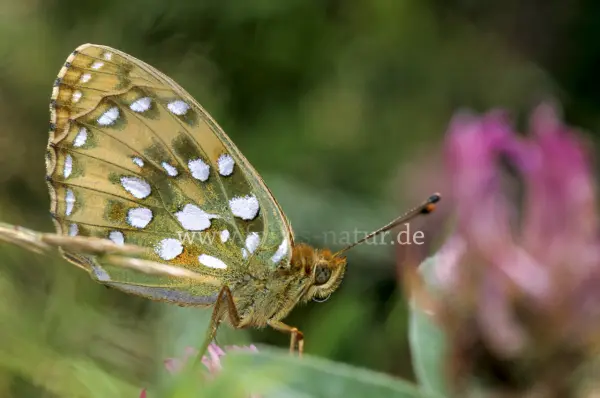 Fokus-Natur Bild