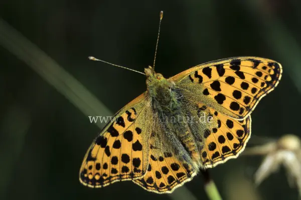 Fokus-Natur Bild