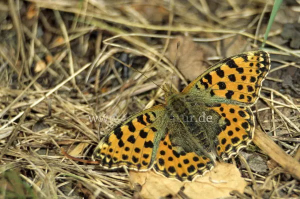 Fokus-Natur Bild