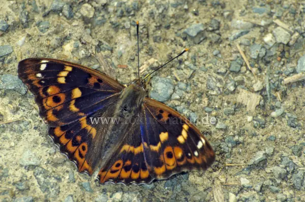 Fokus-Natur Bild