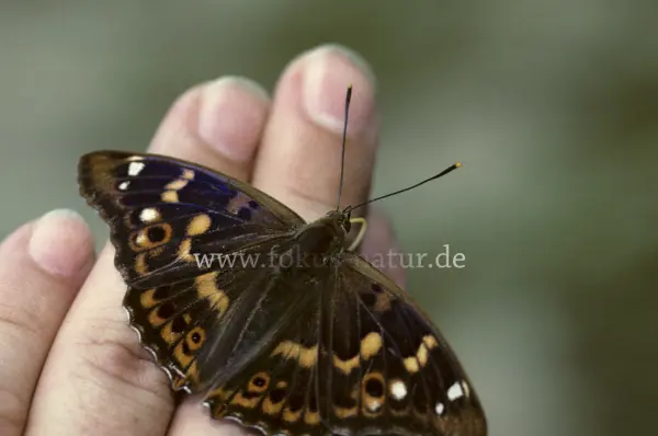 Fokus-Natur Bild