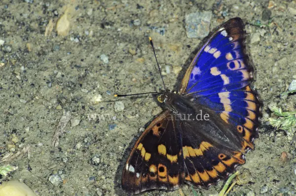 Fokus-Natur Bild