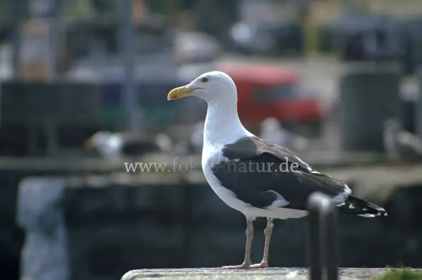 Fokus-Natur Bild