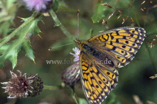 Fokus-Natur Bild
