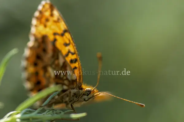 Fokus-Natur Bild