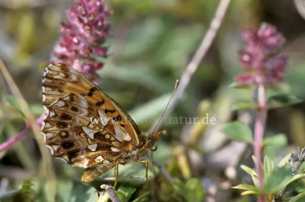 Fokus-Natur Bild