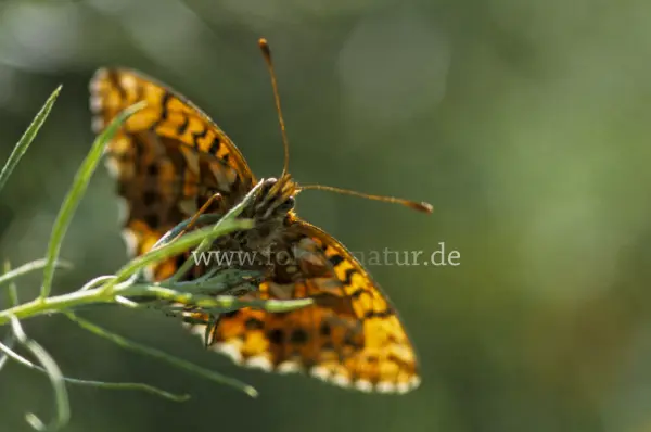 Fokus-Natur Bild