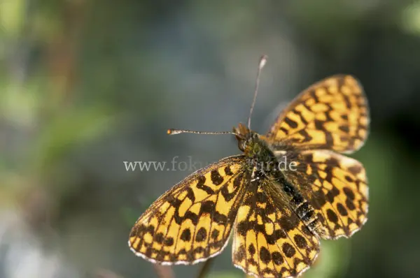 Fokus-Natur Bild