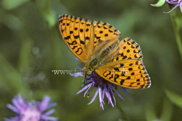 Fokus-Natur Bild