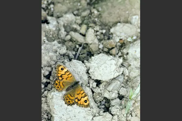 Fokus-Natur Bild