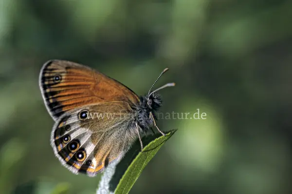 Fokus-Natur Bild