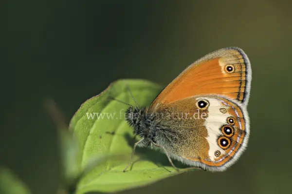 Fokus-Natur Bild