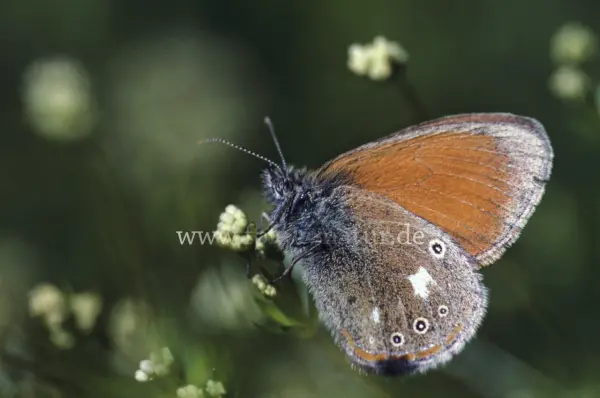 Fokus-Natur Bild