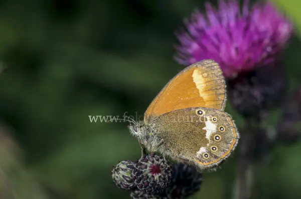 Fokus-Natur Bild