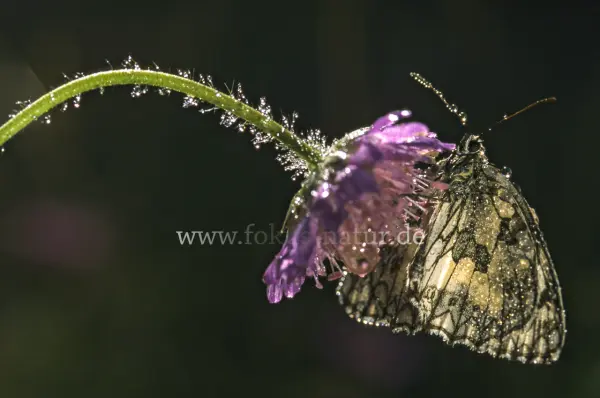 Fokus-Natur Bild