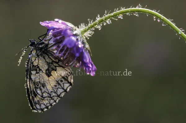 Fokus-Natur Bild