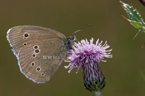 Fokus-Natur Bild