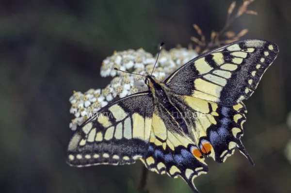 Fokus-Natur Bild
