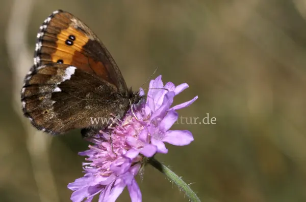 Fokus-Natur Bild