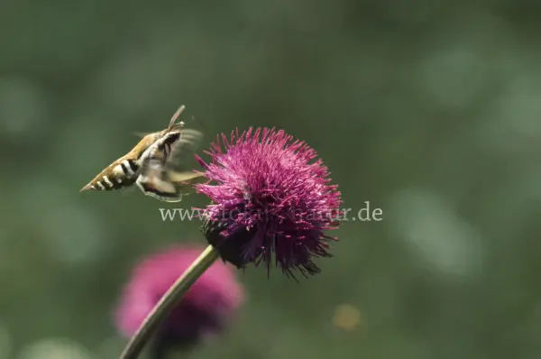 Fokus-Natur Bild