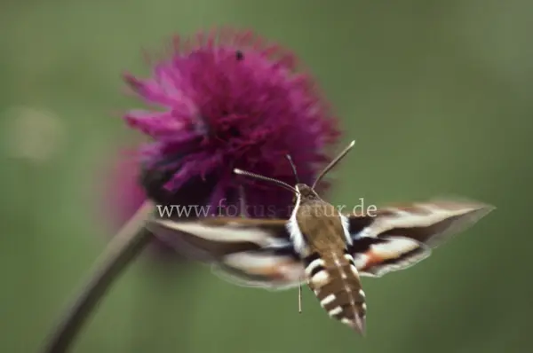 Fokus-Natur Bild