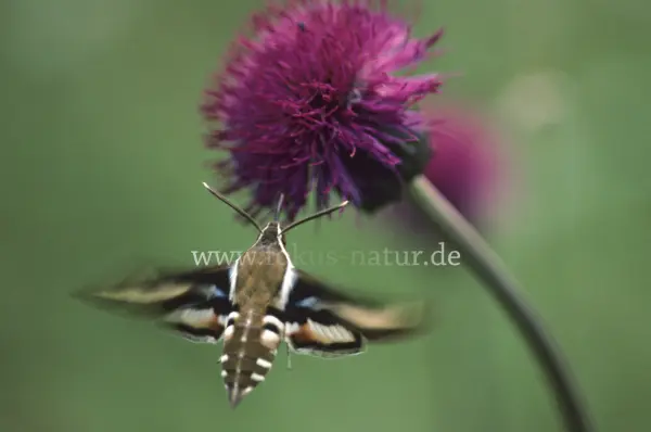 Fokus-Natur Bild