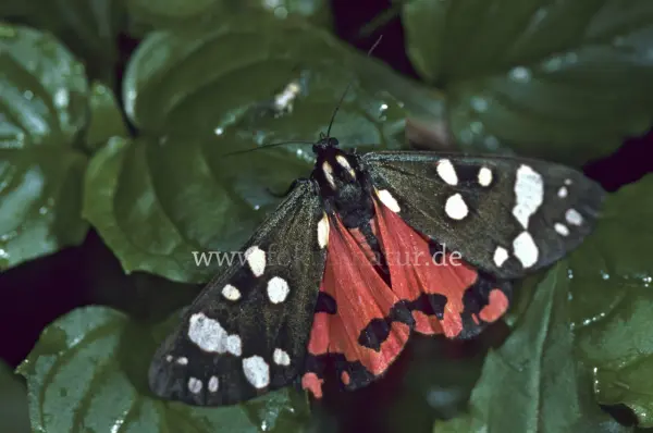 Fokus-Natur Bild