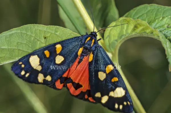 Fokus-Natur Bild