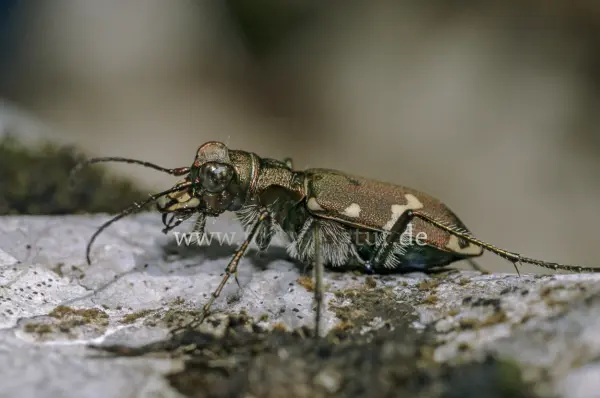 Fokus-Natur Bild
