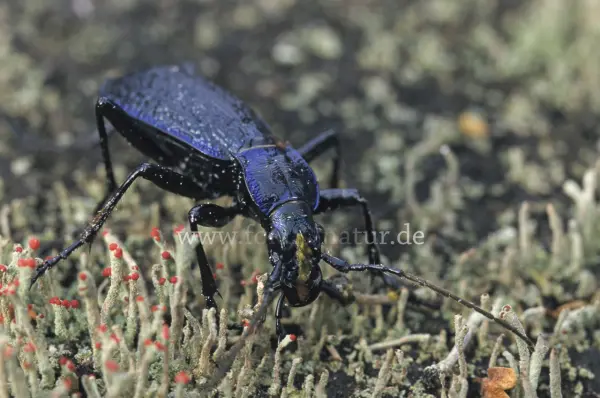 Fokus-Natur Bild
