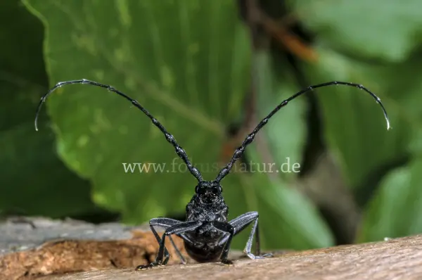 Fokus-Natur Bild