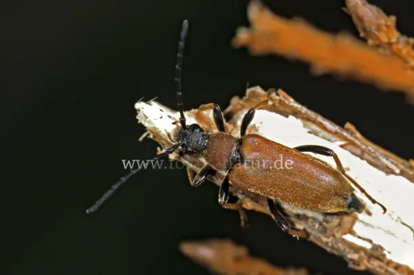 Fokus-Natur Bild