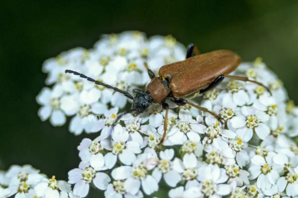 Fokus-Natur Bild