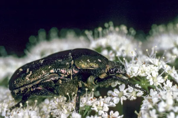 Fokus-Natur Bild